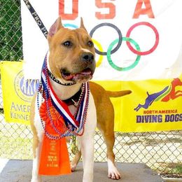 FIRE - American Staffordshire Terrier