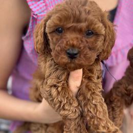 Mr Blue - Red male Cavapoo puppy in Spanish Fork, Utah from Britts.Darling.Doodles