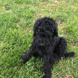 Poodle Puppies from Homegrown Standards