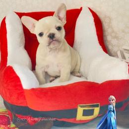 Elsa - Blue female French Bulldog puppy in Spokane, Washington from 47 North Frenchies, LLC