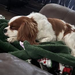 Cavalier King Charles Spaniels and Cavapoos from Arizona Cavaliers and Cavapoos