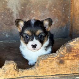 Misty - Black and tan female Pembroke Welsh Corgi puppy in Chubbuck, Idaho from Sunny J Corgis and Mini Americans
