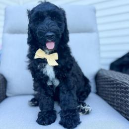 Sol - Black male Goldendoodle puppy in Anderson, South Carolina from Brinkerhoff Doodle Farm