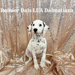 Dalmatian Puppies from Rainier DALS LUA Dalmatians of Washington