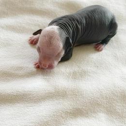 Chihuahua and Chinese Crested Puppies from Western Kentucky Chihuahua’s and Chinese Crested’s