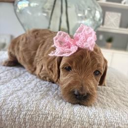 Solstice - Red  female Goldendoodle puppy in Brooksville, Florida from Abby’s Standard Goldendoodles
