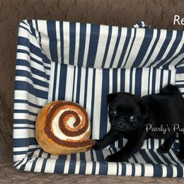 Renee - Black female Pug puppy in Summerville, Georgia from Pearly’s Pugs & Pollywog Poodles