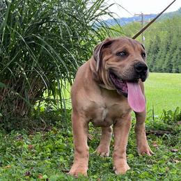FAFO - Fawn male Boerboel puppy in Pennsylvania from Cold River Boerboels