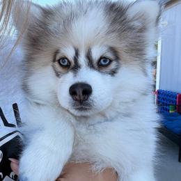Lio - Gray and white male Pomsky puppy in Chino Valley, Arizona from Rose Peek Pomskies