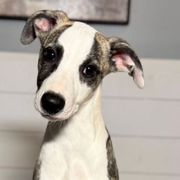 Aspen - Whippet puppy from Wildbriar Whippets