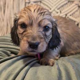 Girl 1 - Cream female Dachshund puppy in Romney, Indiana from Brown's Valley Dachshunds
