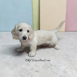 Moses - Cream male Dachshund puppy in Oklahoma City, Oklahoma from OkieDoxieland Dachshunds