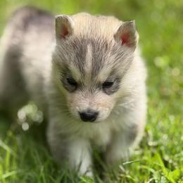 Zeus - Gray and white male Siberian Husky puppy in Amery, Wisconsin from Sovereign Siberians