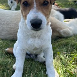 Russell Terriers from ZimBogWay Acres