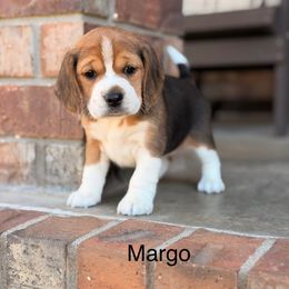 Margo - Black tan and white female Beagle puppy in Mansfield, Missouri from Rippee Creek Kennel