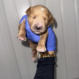 Boy 4 - Apricot male Goldendoodle puppy in Fayetteville, Arkansas from Silver Hill Farm