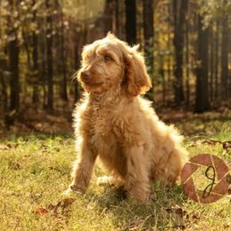 Solus - Goldendoodle