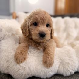 Girl 2 - Apricot female Goldendoodle puppy in North Royalton, Ohio from Johnson's Doodles