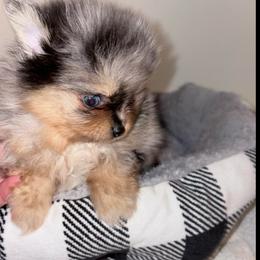 Neo - Blue merle male Pomeranian puppy in East Mountain, Texas from Fairchild Fancy Pomeranians and Coachella Pomeranians