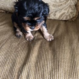 Girl 3 - Black and tan Cavalier King Charles Spaniel puppy in Caldwell, Idaho from Gem State Precious Cavaliers LLC