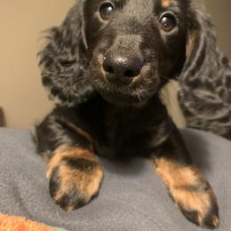 Dachshund Puppies from Howard Hounds