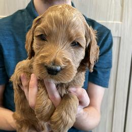 Slifer (green) - Apricot male Goldendoodle puppy in Medina, Ohio from Farmer Doodles