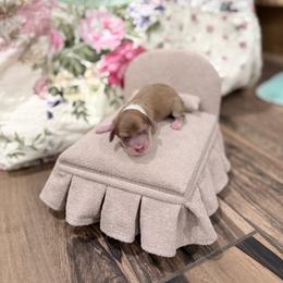 Honey - Piebald female Dachshund puppy in Harold, Kentucky from Taylors Tiny Tails