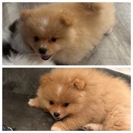 Boy 3 - Cream male Pomeranian puppy in Sonora, California from NorCal Pomeranians