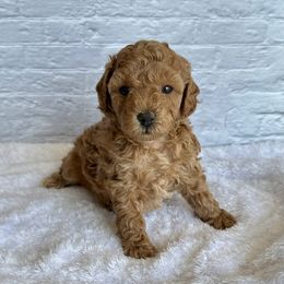 Jill (AKC) - Red  female Poodle puppy in Riverside, California from Red Toy Poodle World