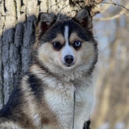 Frost - Pomsky