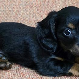 Dachshunds from Buckeye Doxies