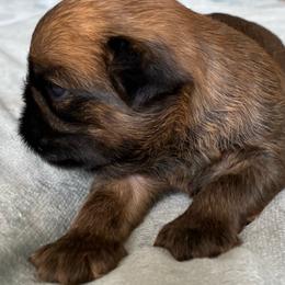 Charlie - Belge male Brussels Griffon puppy in Elkland, Missouri from Hawk Pond Brussels Griffon