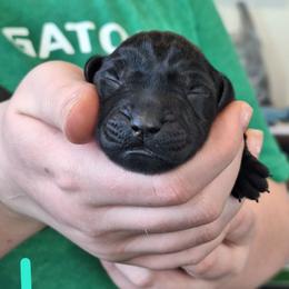 Miss U - Black female Labrador Retriever puppy in Martinsburg, West Virginia from Fetching Labrador Retrievers