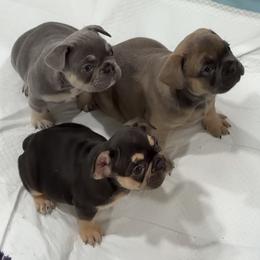 French Bulldog Puppies from Frenchies That