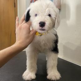 F4- TBD Show Pick - Gray and white female Old English Sheepdog puppy in Tulsa, Oklahoma from Yadah Sheepdogs
