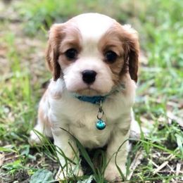 Love Bug - Cavalier King Charles Spaniel puppy from Erickson Cavaliers