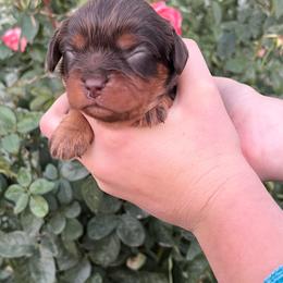 Jazzy - Chocolate female Cavalier King Charles Spaniel puppy in Caldwell, Idaho from Treasure Valley Poodles