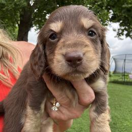 Chunk - Chocolate and tan male Dachshund puppy in Bentonville, Arkansas from T & D Dachshunds by design