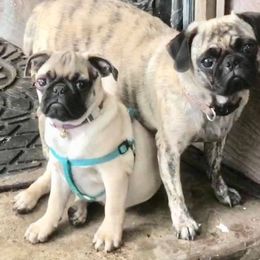 Pug All Grown Up from tamispets