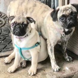 Pug All Grown Up from tamispets
