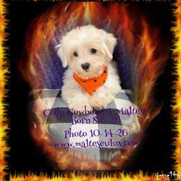 Cody Cowboy - White male Maltese puppy in Silverhill, Alabama from Malteseuluv’s Tiny Treasurers