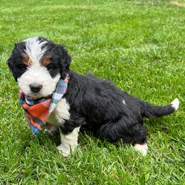 Rem - Tri-color female Bernedoodle puppy in Erie, Colorado from Hampton Bernese Mountain Dogs