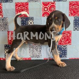 Blue - Blue ticked and tan male Bluetick Coonhound puppy in Mount Pleasant, Texas from Harmons Hounds