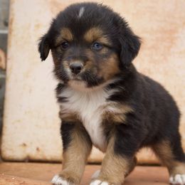 Stetson - Black tri male Miniature American Shepherd puppy in Godley, Texas from Bradley Kennels