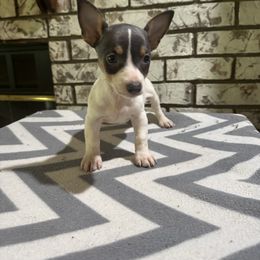 Teddy Roosevelt Terrier puppies from K&B Menagerie Teddy Roosevelt Terriers