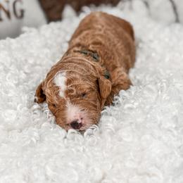 Khaki color - Red  male Goldendoodle puppy in Spokane, Washington from Dream Doodles in Spokane WA