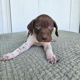 Grey Boy - Liver and white male German Shorthaired Pointer puppy in Nampa, Idaho from Heart Mountain Cavaliers & Floating Feathers Kennel