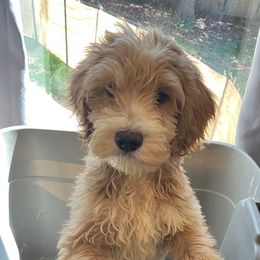 Eddie - Apricot male Australian Labradoodle puppy in Barnstable, Massachusetts from South Shore Labradoodles