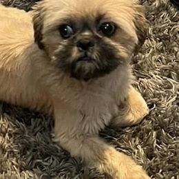 Shih Tzus from Country Shih Tzu