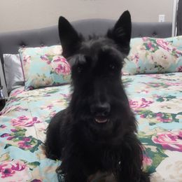 Bridget - Scottish Terrier